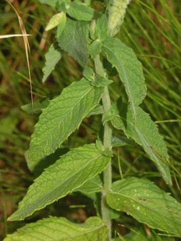 Una modesta pianticella - Mentha sp.